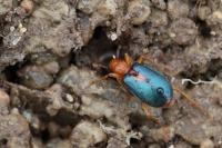 Brachinus sclopeta