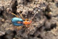 Brachinus sclopeta