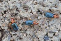 Brachinus crepitans