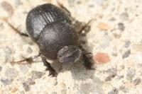Onthophagus emarginatus
