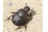 Onthophagus emarginatus