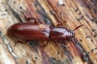Corticeus unicolor