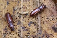 Corticeus unicolor