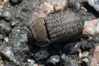 Opatrum sabulosum