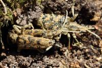 Rhagium sycophanta