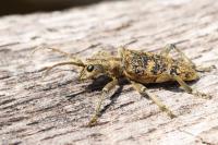 Rhagium sycophanta