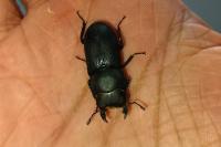 Dorcus parallelipipedus