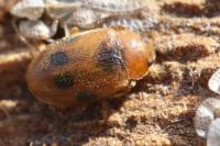 Coccidula scutellata
