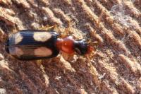 Dromius quadrimaculatus
