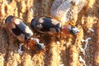 Calodromius bifasciatus