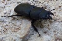 Dorcus parallelipipedus