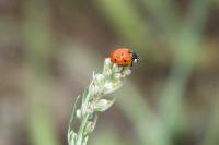 Coccinella septempunctata