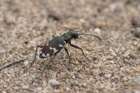 Cicindela hybrida