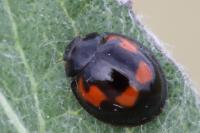 Exochomus quadripustulatus