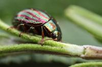 Chrysolina americana