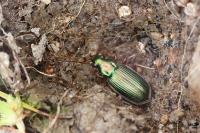 Chlaenius spoliatus