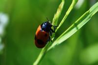Clytra laeviuscula