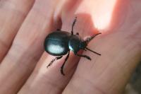 Timarcha tenebricosa