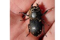 Dorcus parallelipipedus