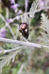 Chrysolina americana