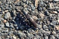 Ocypus olens