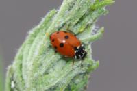 Hippodamia variegata