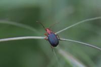 Brachinus