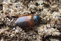 Gynandromorphus etruscus