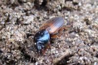 Gynandromorphus etruscus
