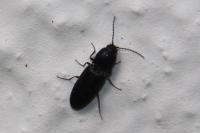 Cardiophorus