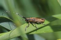 Agapanthia villosoviridescens