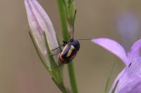Cryptocephalus vittatus