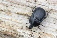 Phosphuga atrata
