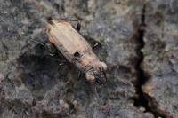 Notiophilus quadripunctatus