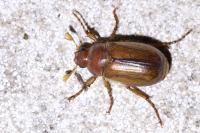 Amphimallon majale