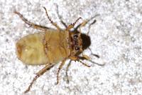 Amphimallon majale