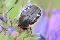 Tropinota hirta