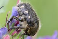 Tropinota hirta