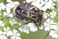 Valgus hemipterus
