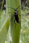 Rutpela nigra