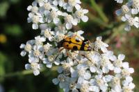 Rutpela maculata