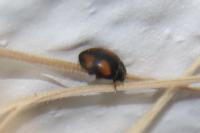 Nephus quadrimaculatus