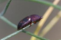 Amphotis marginata