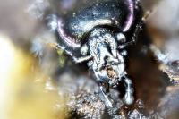 Carabus nemoralis
