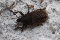 Rhinocyllus