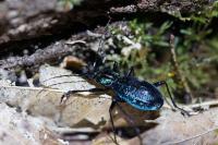 Carabus intricatus