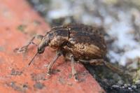 Brachypera zoilus