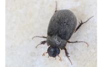 Maladera holosericea