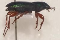 Harpalus affinis