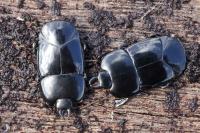 Hololepta plana